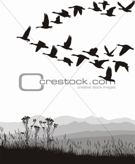 Migrating geese in the spring