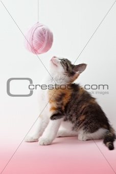 cat playing with yarn