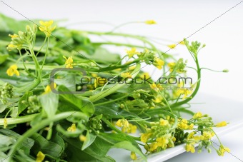 shot of baby greens with tiny yellow flowers