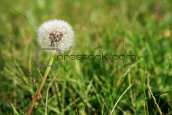 Dandelion and weeds