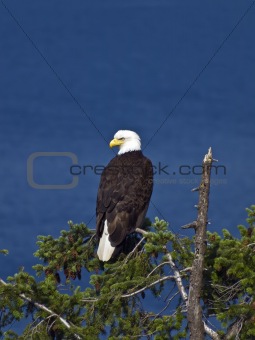 Bald Eagle on Treetop