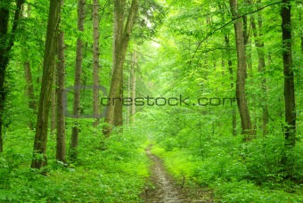  green forest                                         