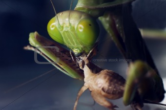 A macro shot of a Praying Mantis eating a cricket 