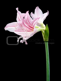 Pink Star Lily