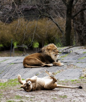 Lioness rolling for lion
