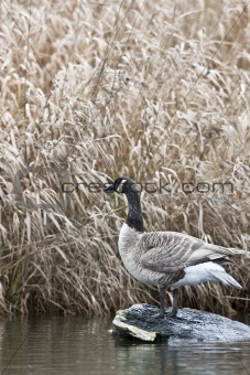 Canada goose standing on the rock