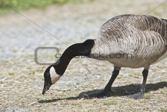 Canada Goose- Branta canadensis