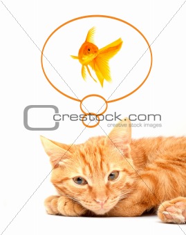 Cat playing with goldfishes isolated on white background