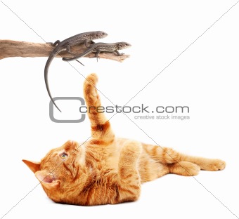 Cat playing with lizards 