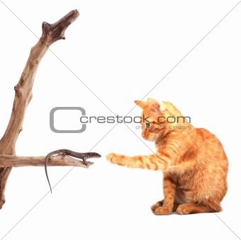 Cat playing with lizard