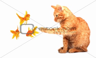 Cat playing with goldfishes