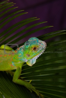 Gecko concept