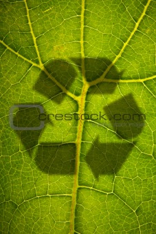 Green leaf and disaster shadow