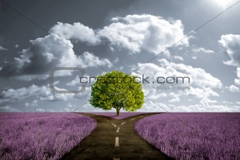 Crossroad in lavender meadow