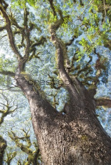 Textures of Bearded Mossman Trees, Australia