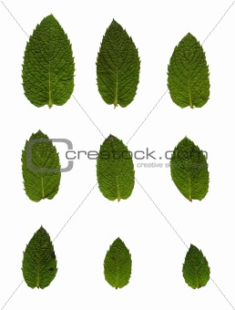 Green mint leafs
