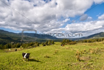 New Zealand Countryside