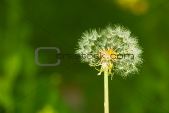 Partially bare little dandelion