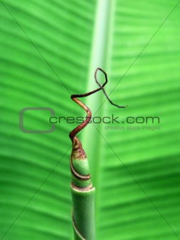 Banana palm tree leaf