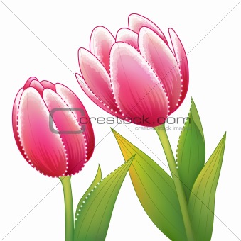red tulip flower with leaves