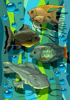 Aquarian fishes