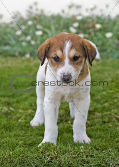 Beagle puppy in the garden