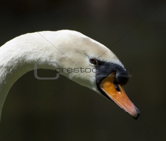 Swan profile