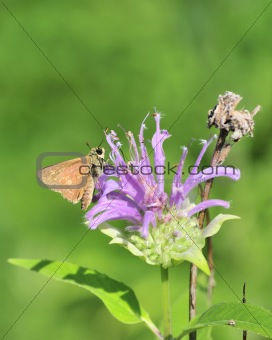 Skipper Butterfly