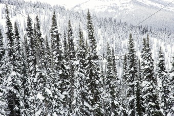 Snow covered trees.
