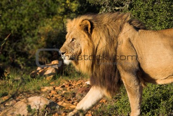 Male Lion walking with a scar after a battle