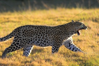 Leopard walking and yawning