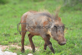 Hairy Warthog