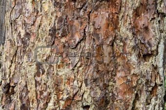 Gummy pine bark