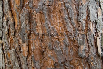 Pine bark