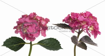 Lacecap Hydrangea (macrophylla normalis)