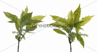 Branch of green leafs