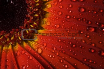 Dew on a red gerbera