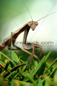 Praying mantis on a bush macro