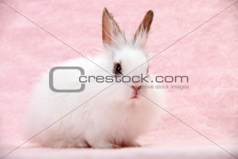 Little White Domestic Rabbit on Pink Background
