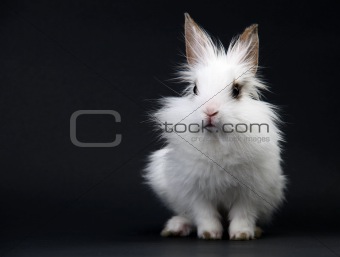 Little White Domestic Rabbit on Black Background