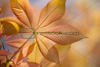 detail of a transparent horse chestnut leaf