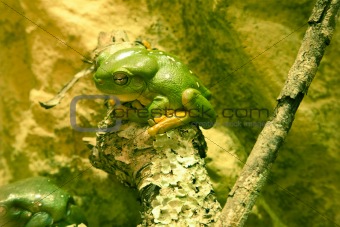Green tree frog sitting on branch