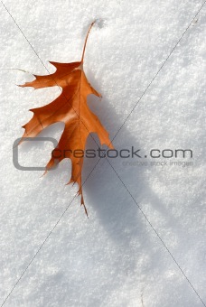 Leaf in the snow.
