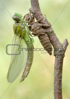 Birth of a dragonfly (series 5 photos) 