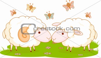 Sheep on the meadow 
