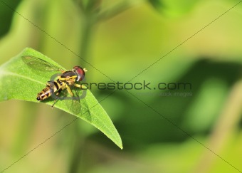 Hoverfly