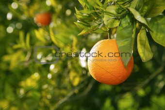 orange fruit tree before harvest Spain
