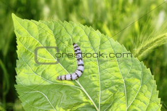 silkworm ringed silk worm on mulberry green leaf