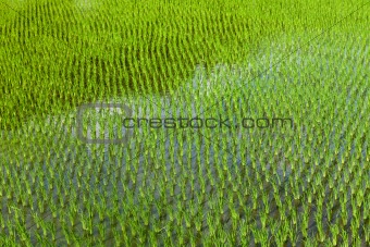 Flooded rice field with new  plantings
