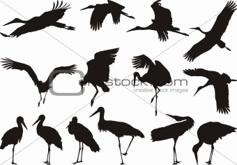 Stork silhouettes - vector